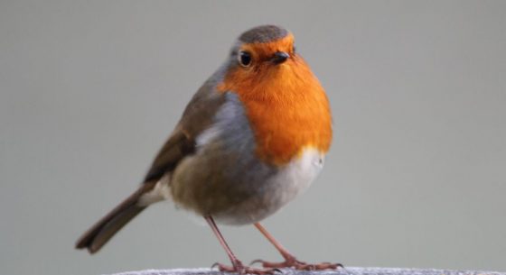 Cladding Coatings 5 Cladding Coatings