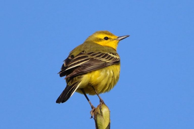Yellow-Wagtail
