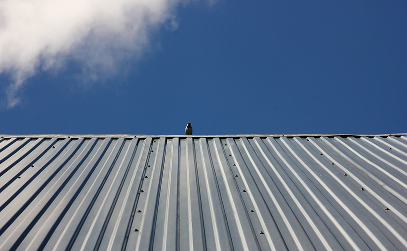 Metal Cladding With Bird Sat on Roof